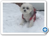 Bonnie in snow